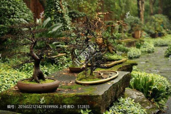 盆景