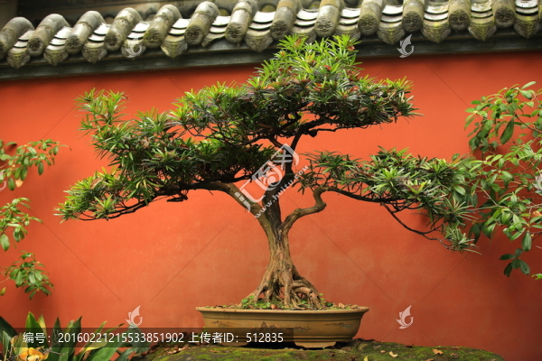 盆景