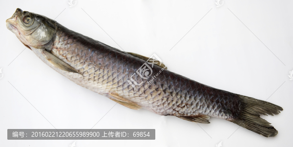 一條魚(yú)