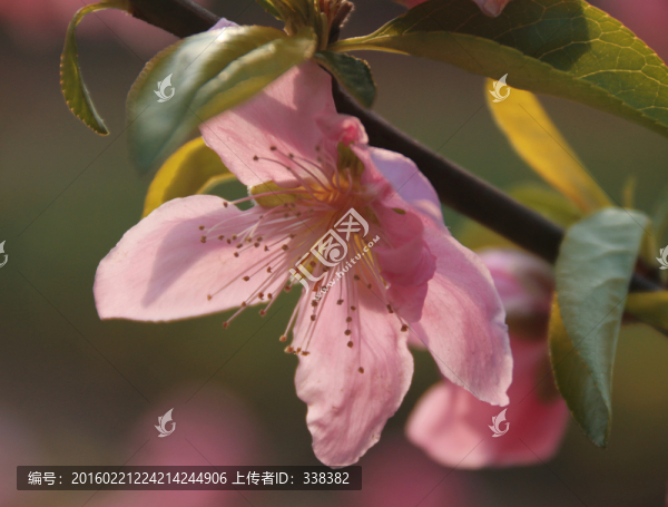桃花