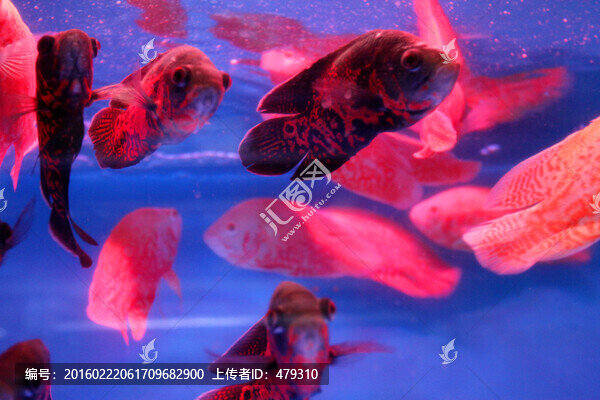 金魚,水族館,綠植,水藻,水草