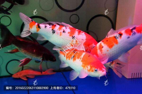 金魚,水族館,錦鯉