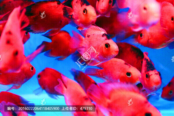 金魚(yú),水族館,熱帶魚(yú),觀賞魚(yú)