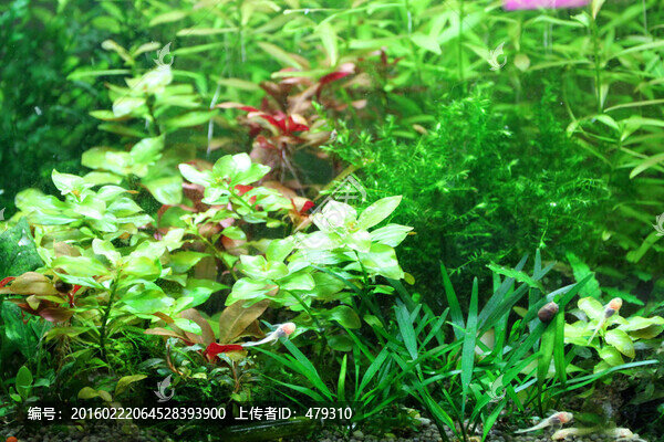 金魚(yú),水族館,綠植,水藻,水草
