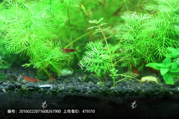 金魚,水族館,綠植,水藻,水草