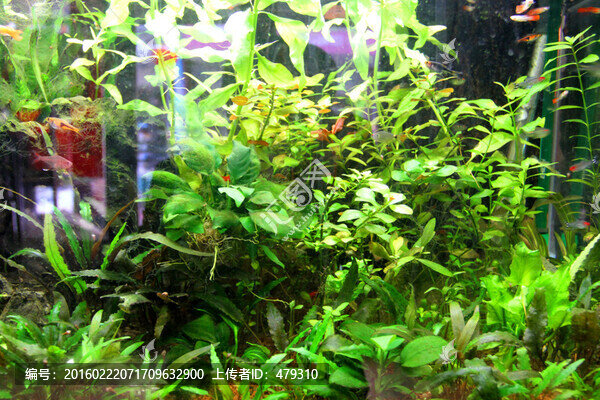 金魚,水族館,綠植,水藻,水草