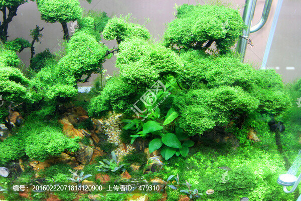 金魚,水族館,綠植,水藻,水草