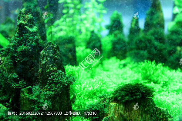 金魚,水族館,綠植,水藻,水草