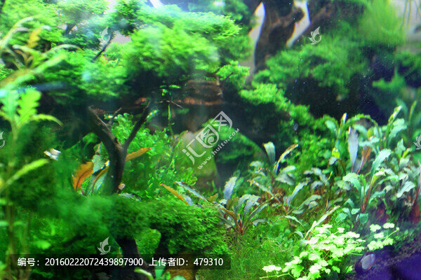 金魚,水族館,綠植,水藻,水草
