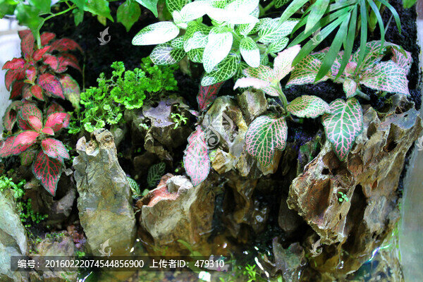 金魚,水族館,綠植,水藻,水草