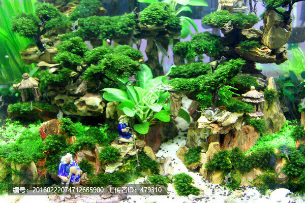 金魚,水族館,綠植,水藻,水草