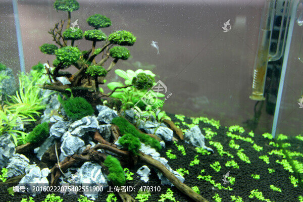金魚,水族館,綠植,水藻,水草
