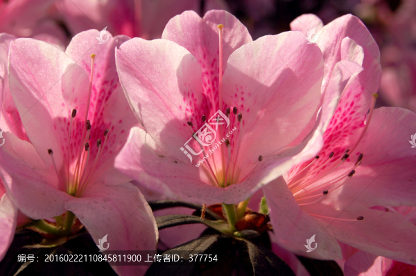 杜鵑花