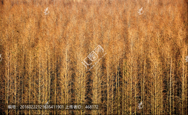 秋天,楊樹,樹林