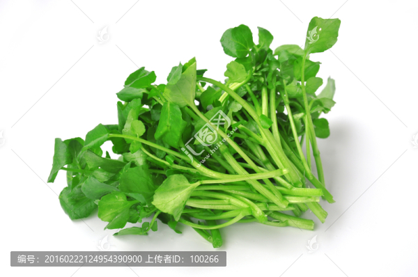 綠葉菜