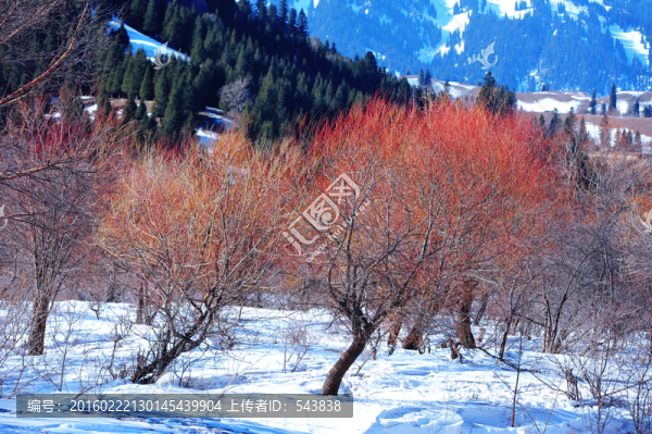 那拉提春色雪景
