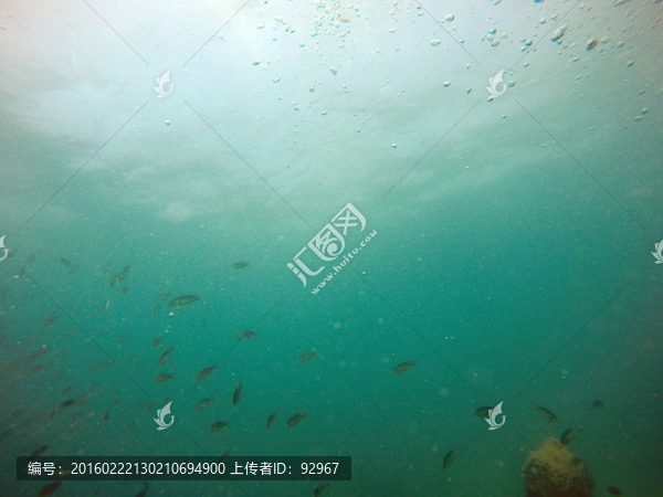 海底魚(yú)群