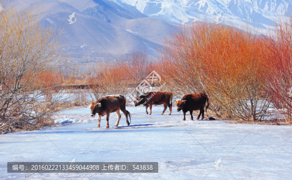 草原雪景冰河
