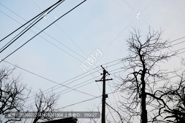 枯樹和電線桿