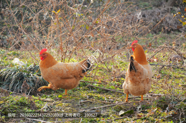 散養(yǎng)土雞