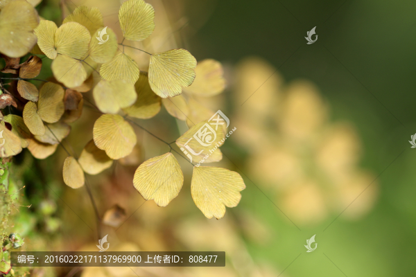 森系植物背景