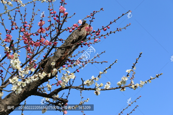 梅花