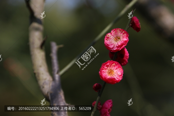 梅花