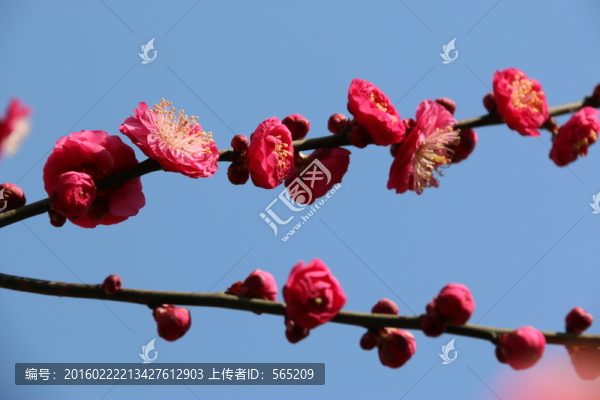 梅花