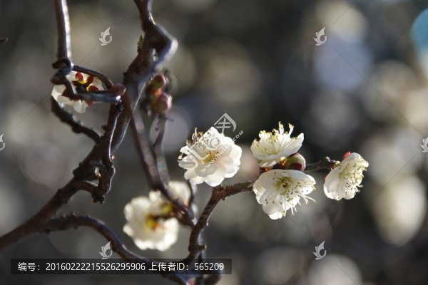 梅花