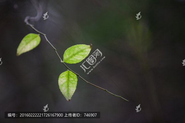 樹葉