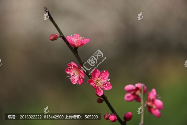 梅花
