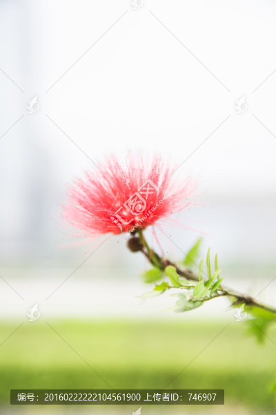 紅絨球花