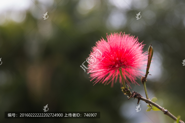 紅絨球花