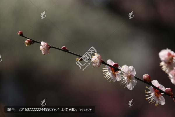 梅花