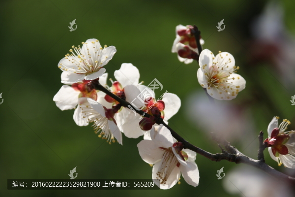 梅花