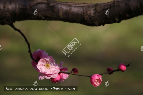 梅花