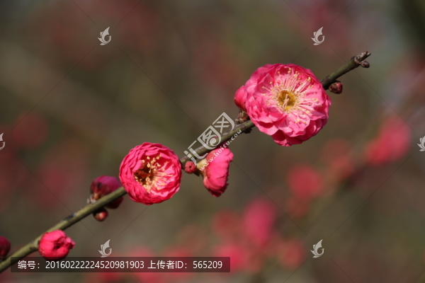 梅花