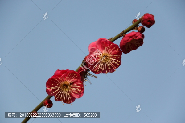 梅花
