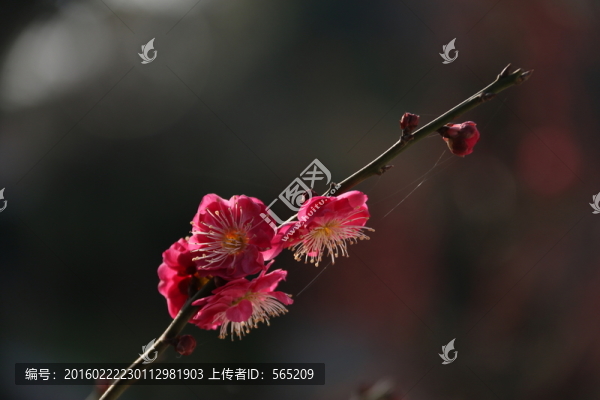 梅花