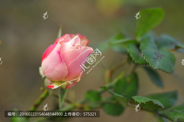 粉玫瑰花蕾