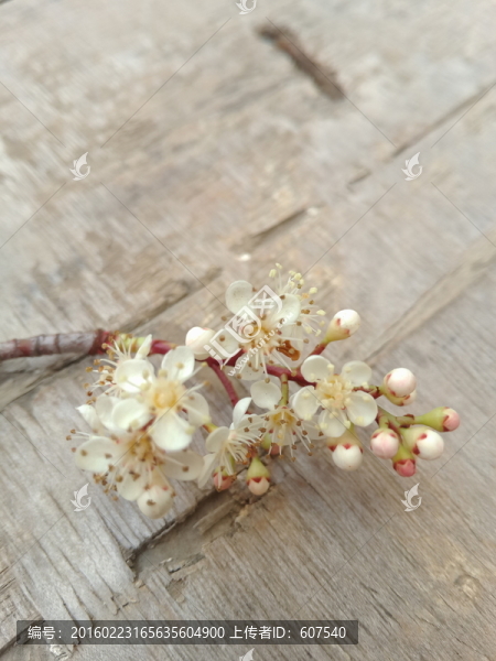 梅花