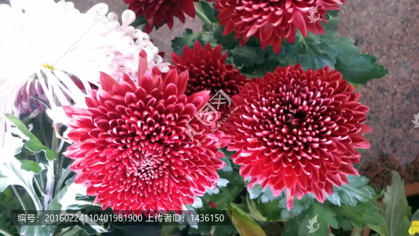 菊花