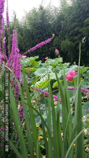 荷花園