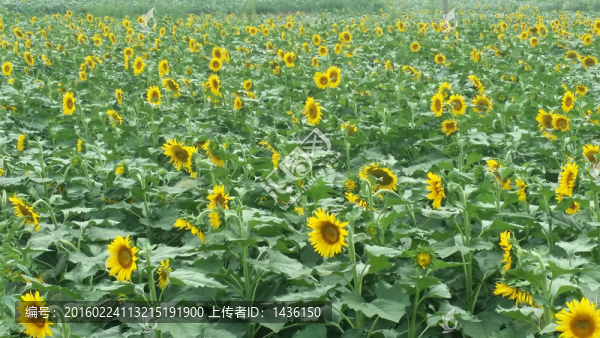 向日葵,,,葵花園