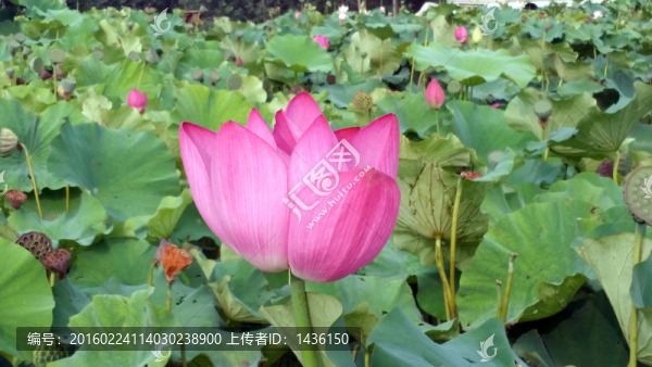 荷花