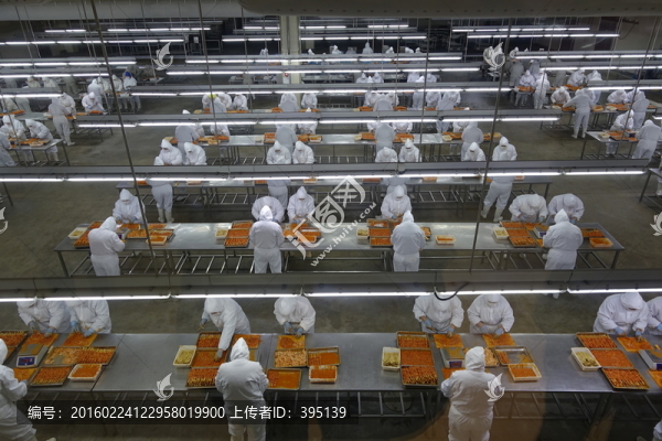 現(xiàn)代化肉雞加工流水線