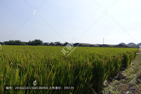 上海金山稻田