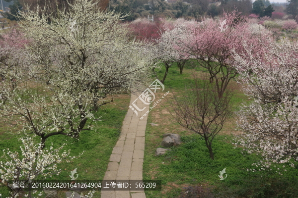 梅園風(fēng)景