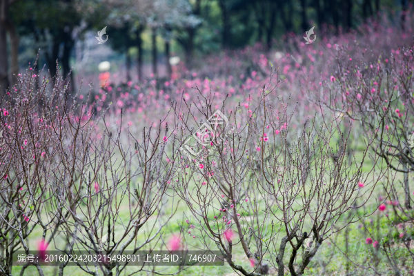 桃花,花朵,植物,花蕊,春天