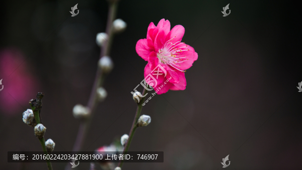 桃花,花朵,植物,花蕊,春天
